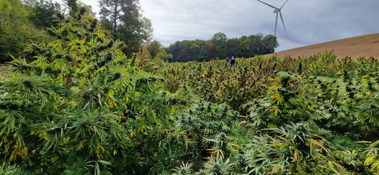 Fleurs de CBD bio fabriquées en France