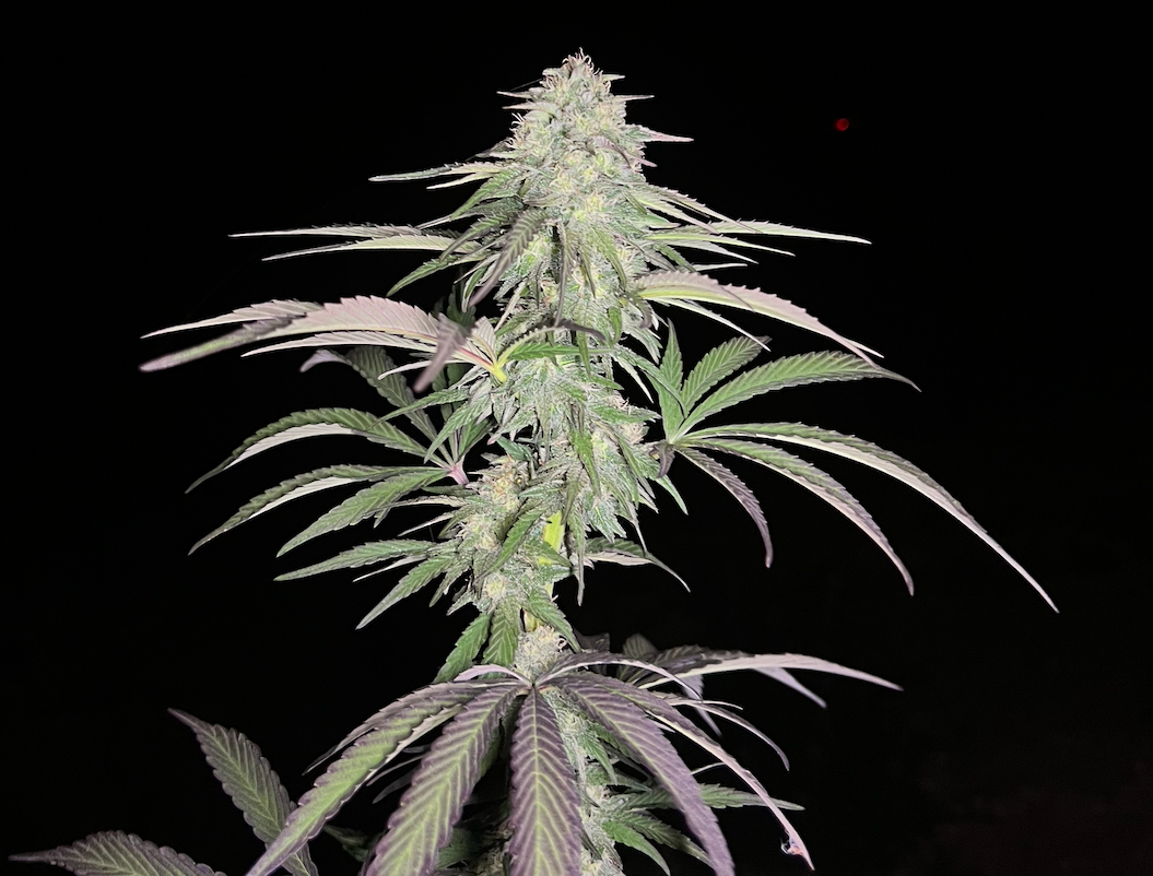 CBD, CBG, CBN, CBDA : les cannabinoïdes du chanvre expliqués simplement