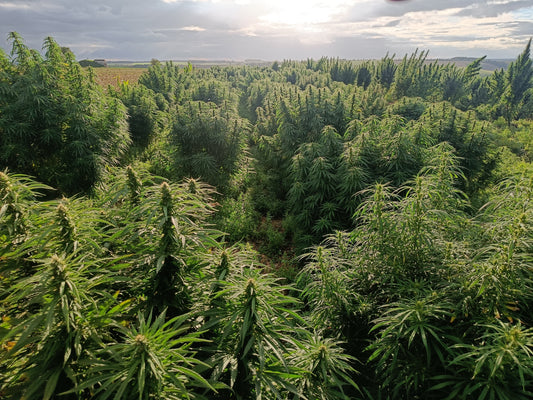 Le CBD est-il toujours bio ?