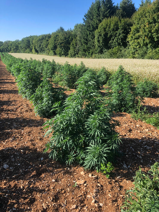 Vente de CBD en direct producteur