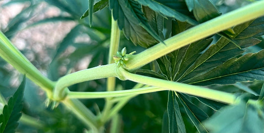 Sexage du chanvre CBD : retirer les plants mâles en bio