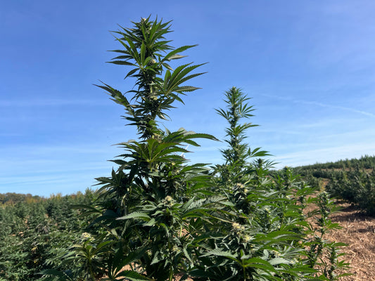 Comment se prépare la récolte du chanvre CBD bio en Bourgogne ?