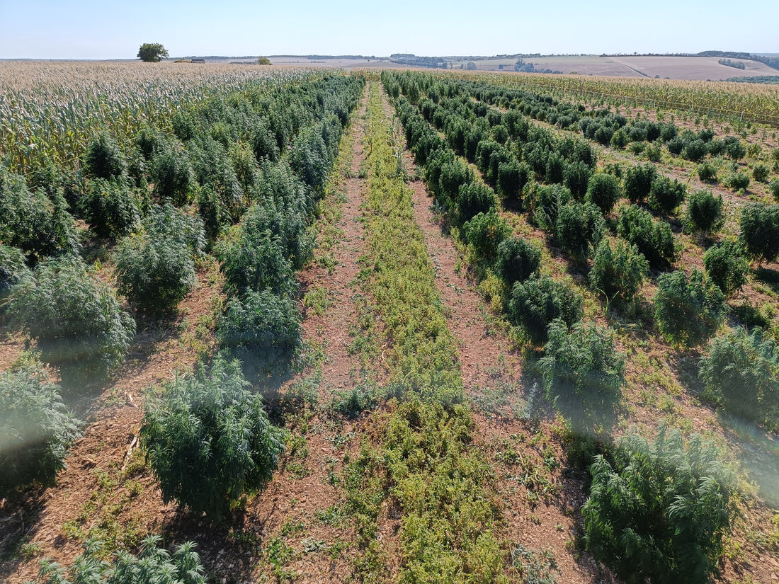 La production de CBD est-elle autorisée en France ?