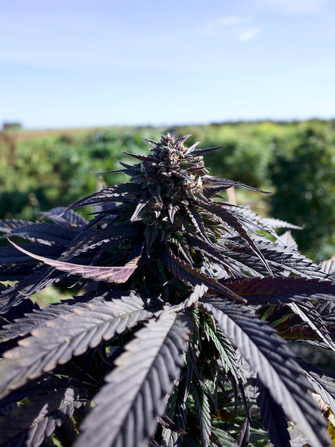 Quel taux de CBD choisir pour ses fleurs ?