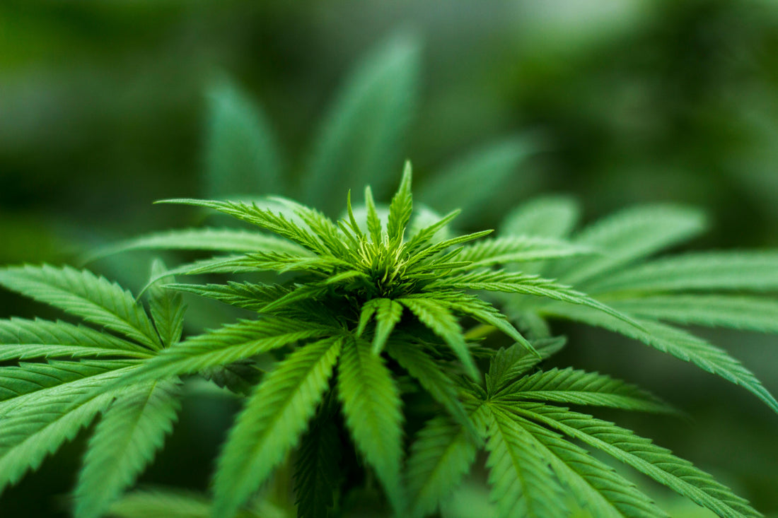 CBD produit sans pesticides