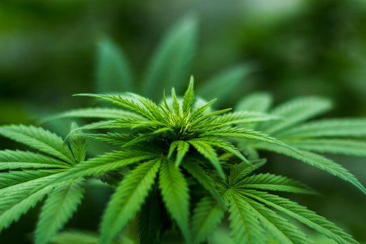 CBD produit sans pesticides