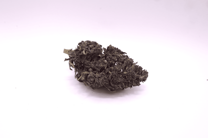 Purple Rain cru 2025 - CBD Bio