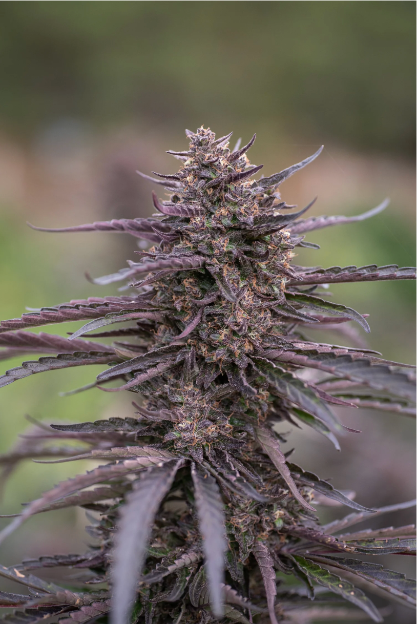 Blue Orchid - CBD Bio